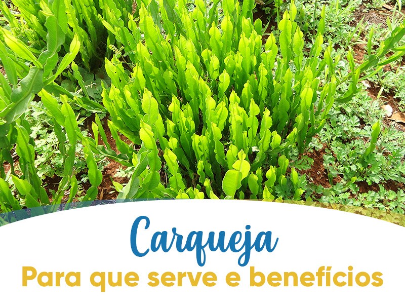 Carqueja: Para que serve e benefcios